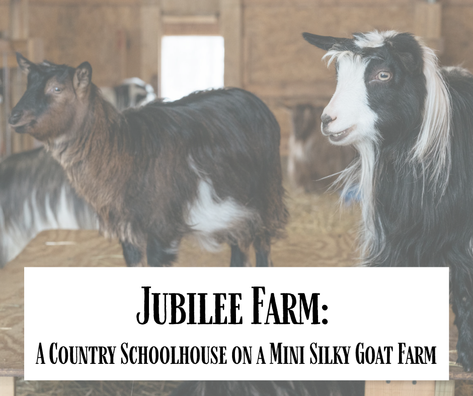 Jubilee Farm: A Country Schoolhouse on a Mini Silky Goat Farm